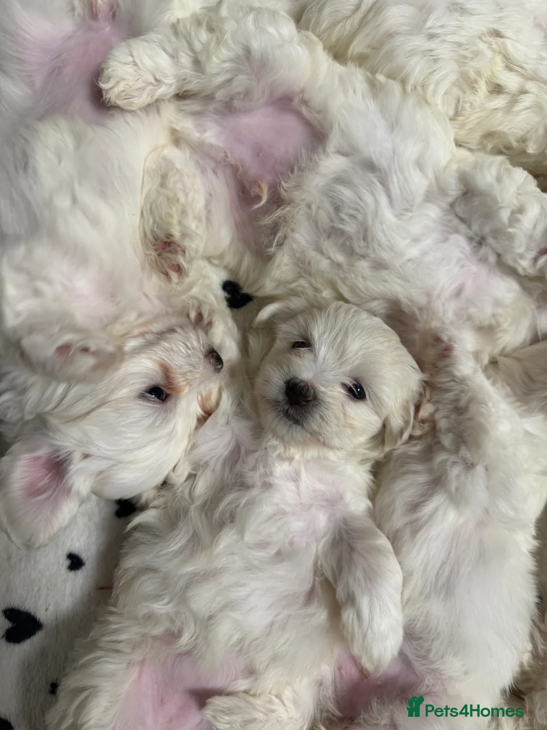 Bichon Frise dogs for sale: 🐾 Gorgeous Bichon Frise Puppies – Ready Soon - Advert 2