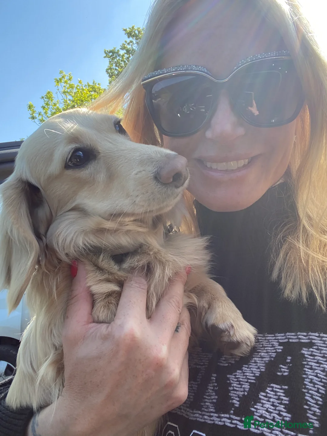 Miniature Dachshund dogs for sale: Little sausages with big characters  - Advert 4