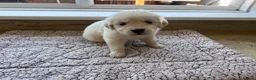 Golden Retriever dogs for sale: Health tested and KC-stunning golden retrievers  - Advert 3