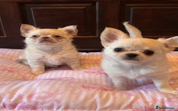 Chihuahua dogs for sale: Chihuahua cream longhaired  - Advert 3