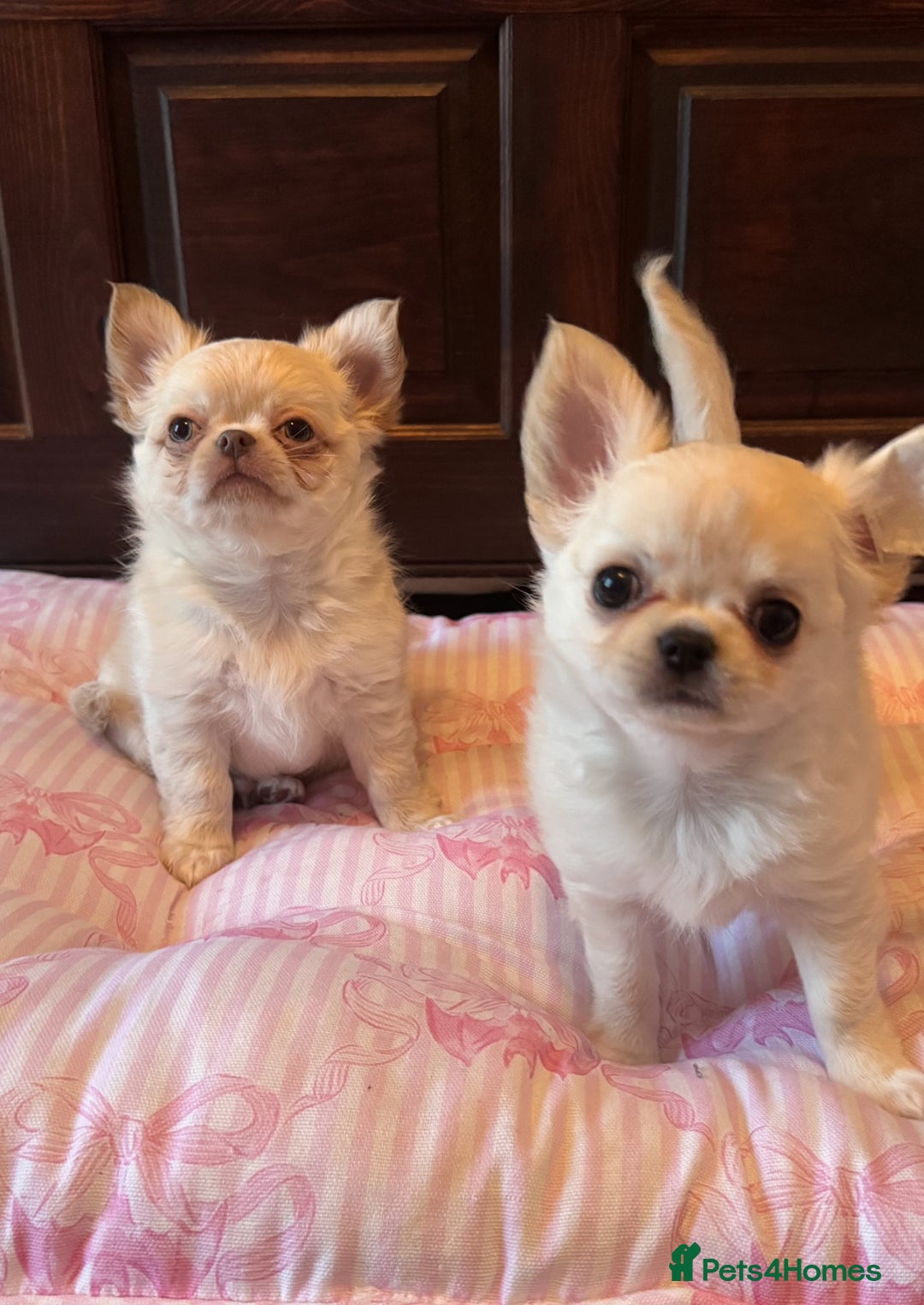 Chihuahua dogs for sale: Chihuahua cream longhaired  - Advert 3