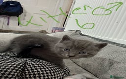 Ragdoll cats for sale: Ragdoll x main coon x British shorthair mix  - Image 17