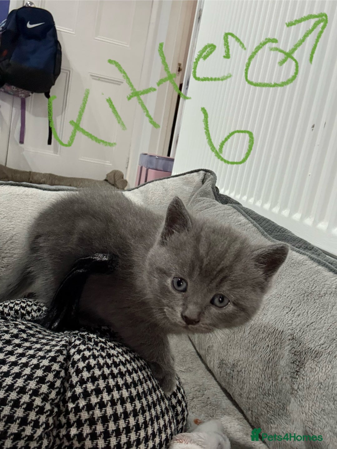 Ragdoll cats for sale: Ragdoll x main coon x British shorthair mix  - Image 17