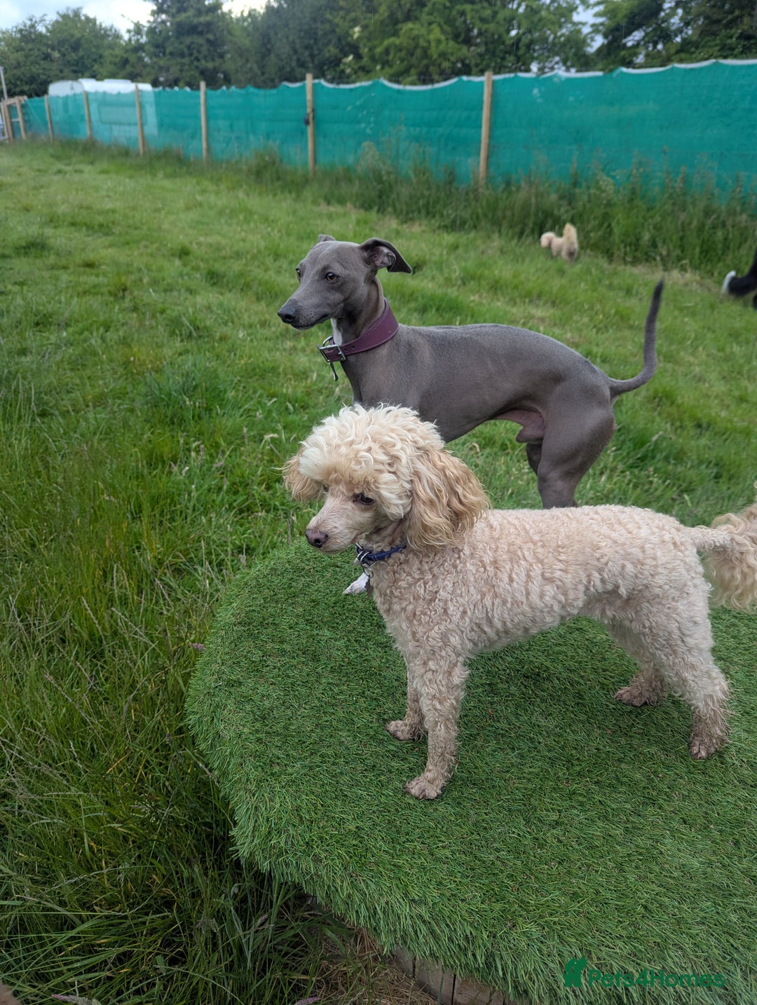 Italian Greyhound dogs for stud: Italian greyhound stud dog (proven) in Leeds - Advert 3