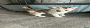 Mixed Breed Kitten 4