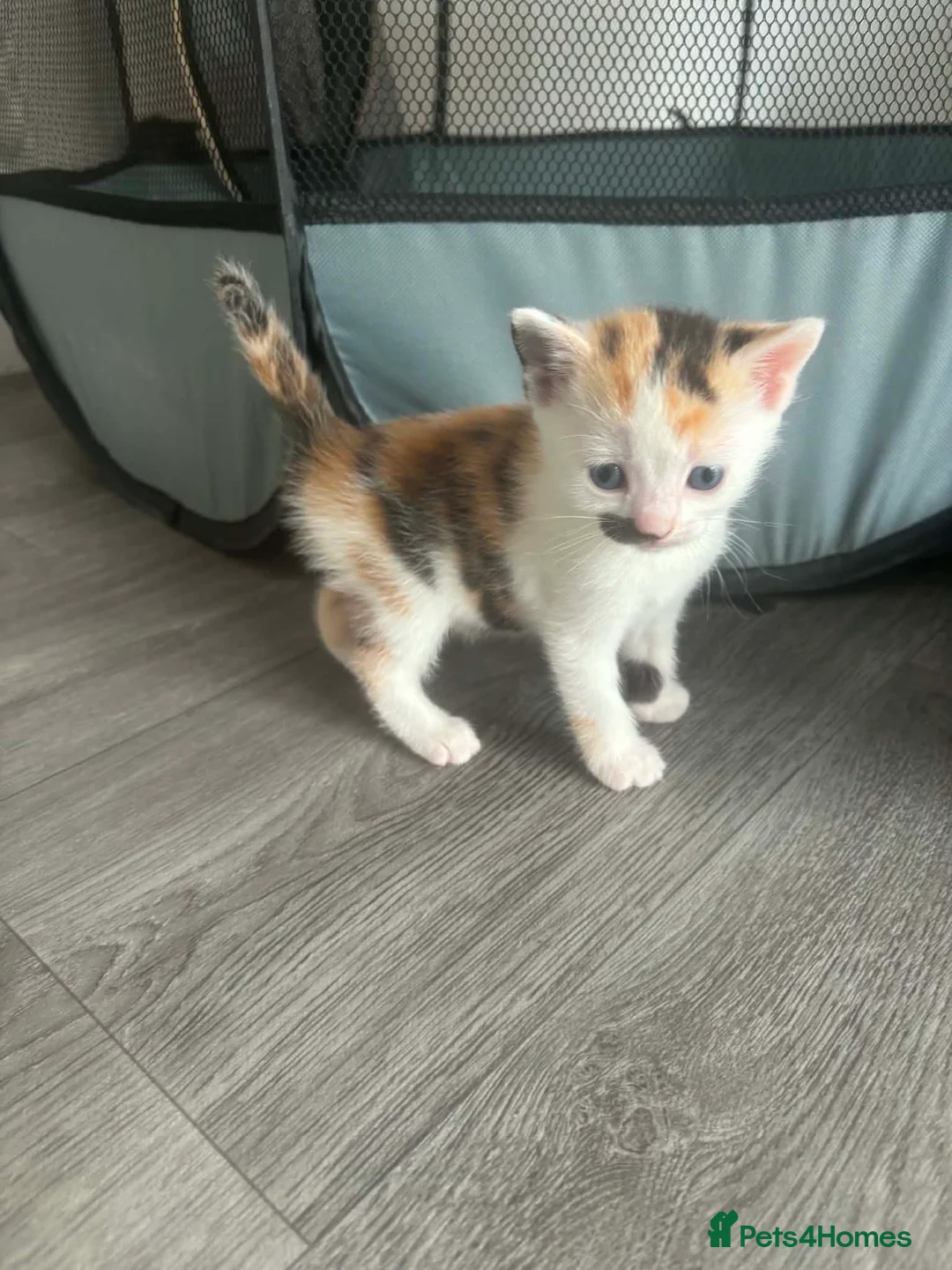 Mixed Breed cats for sale: Kittens for sale  - Advert 9
