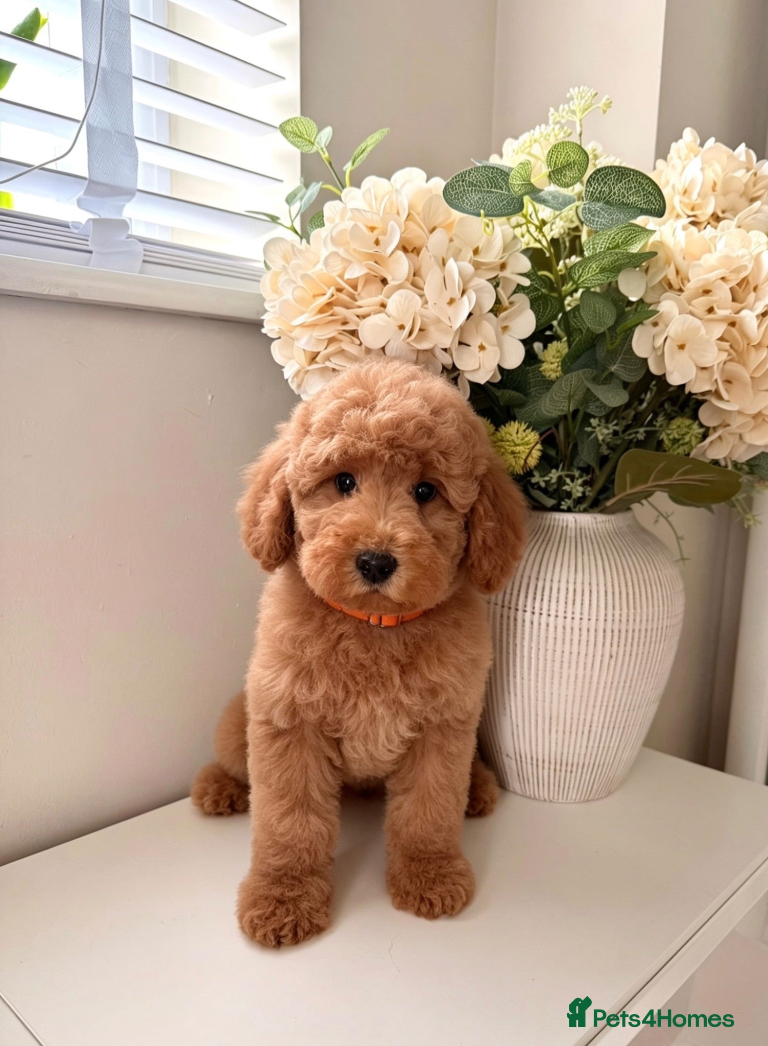Australian Labradoodle dogs ‼️ Ready for their forever home ‼️  - Advert 7