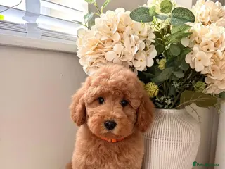 Australian Labradoodle dogs ‼️ Ready for their forever home ‼️ - Advert 7
