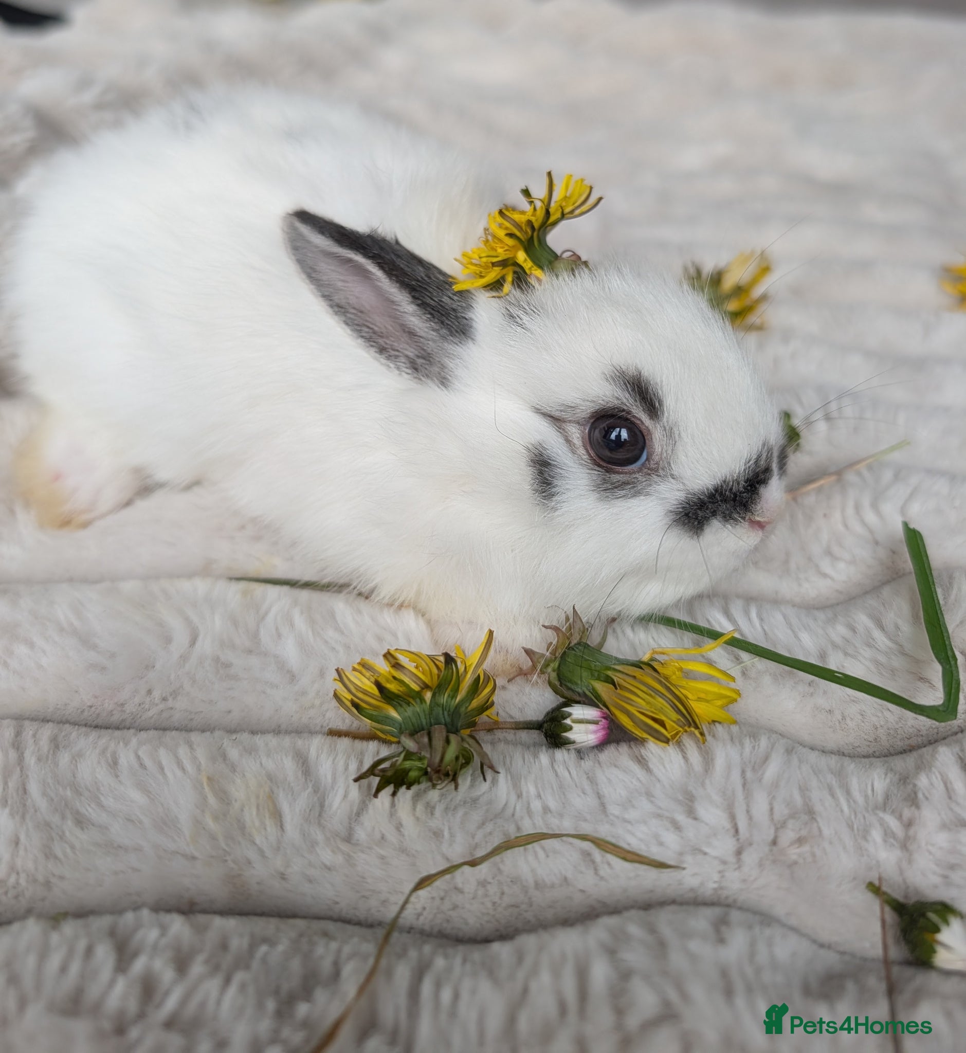 Netherland Dwarf rabbits 5 Netherland Dwarf Bunnies - Advert 2