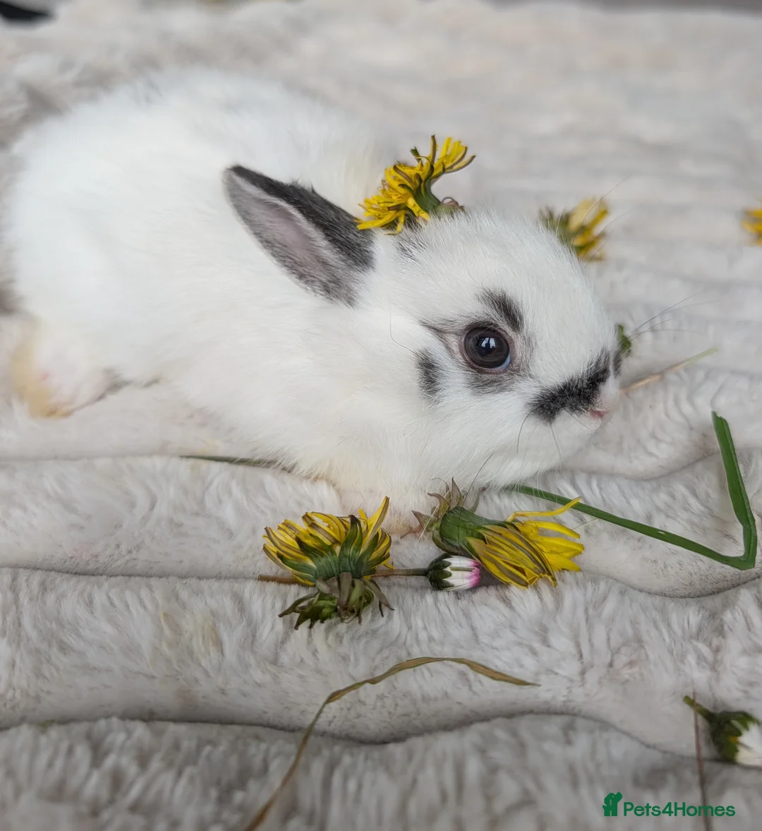 Netherland Dwarf rabbits for sale: 5 Netherland Dwarf Bunnies in Southall - Advert 2