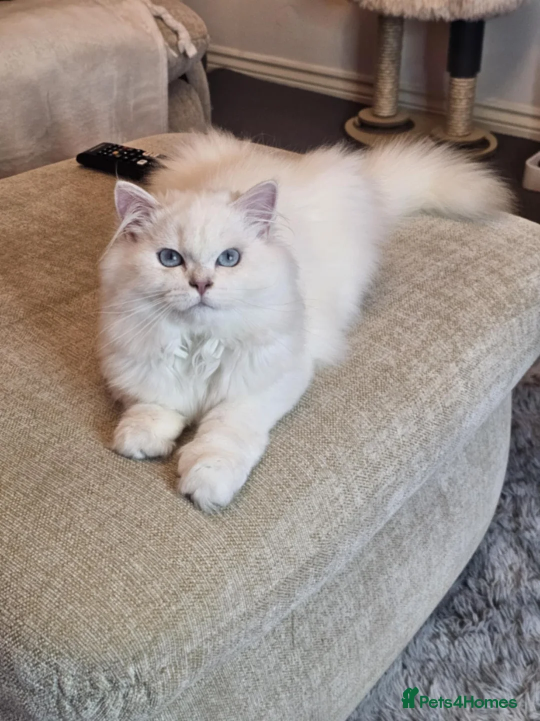 British Longhair cats for sale: British Longhair pedigree,champion parents - Advert 2