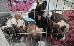 Mixed Breed dogs for sale: Fantastic 3/4 French bulldog and a 1/4 jack puppy - Image 6