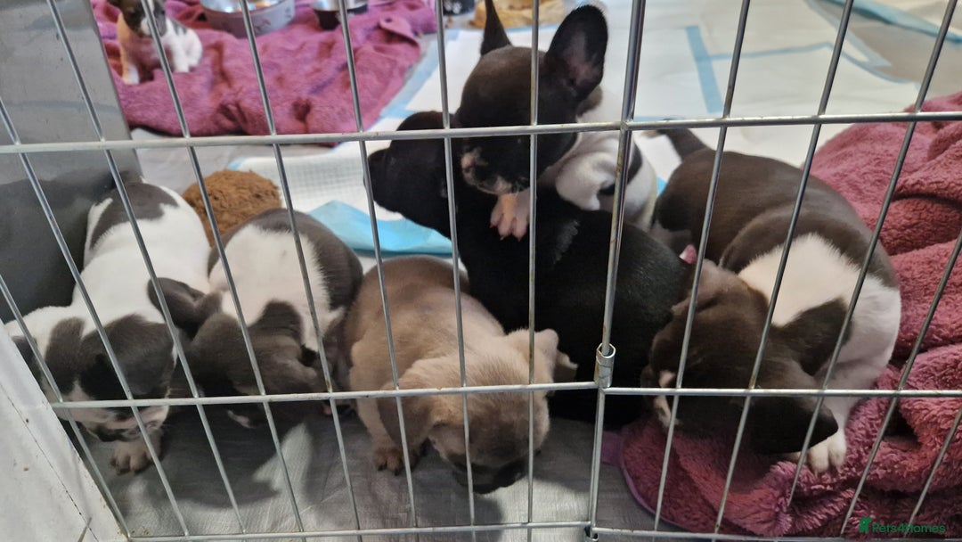 Mixed Breed dogs for sale: Fantastic 3/4 French bulldog and a 1/4 jack puppy - Image 6
