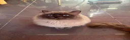Ragdoll cats for sale: 2 female ragdolls looking for homes  - Advert 14