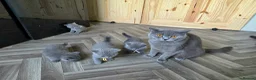 British Shorthair cats for sale: Adorable Pure British Short Hair Kittens - Advert 10