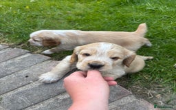 Mixed Breed dogs for sale: Clumber x Cocker Puppies  in Warminster - Image 13
