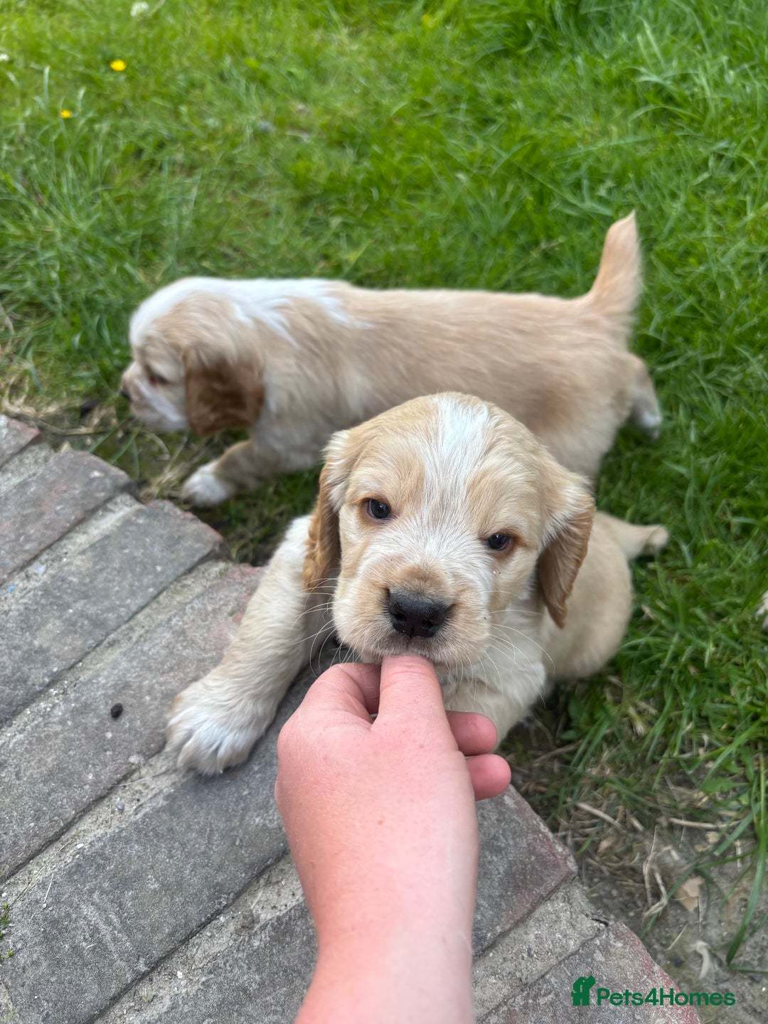 Mixed Breed dogs for sale: Clumber x Cocker Puppies  in Warminster - Image 13