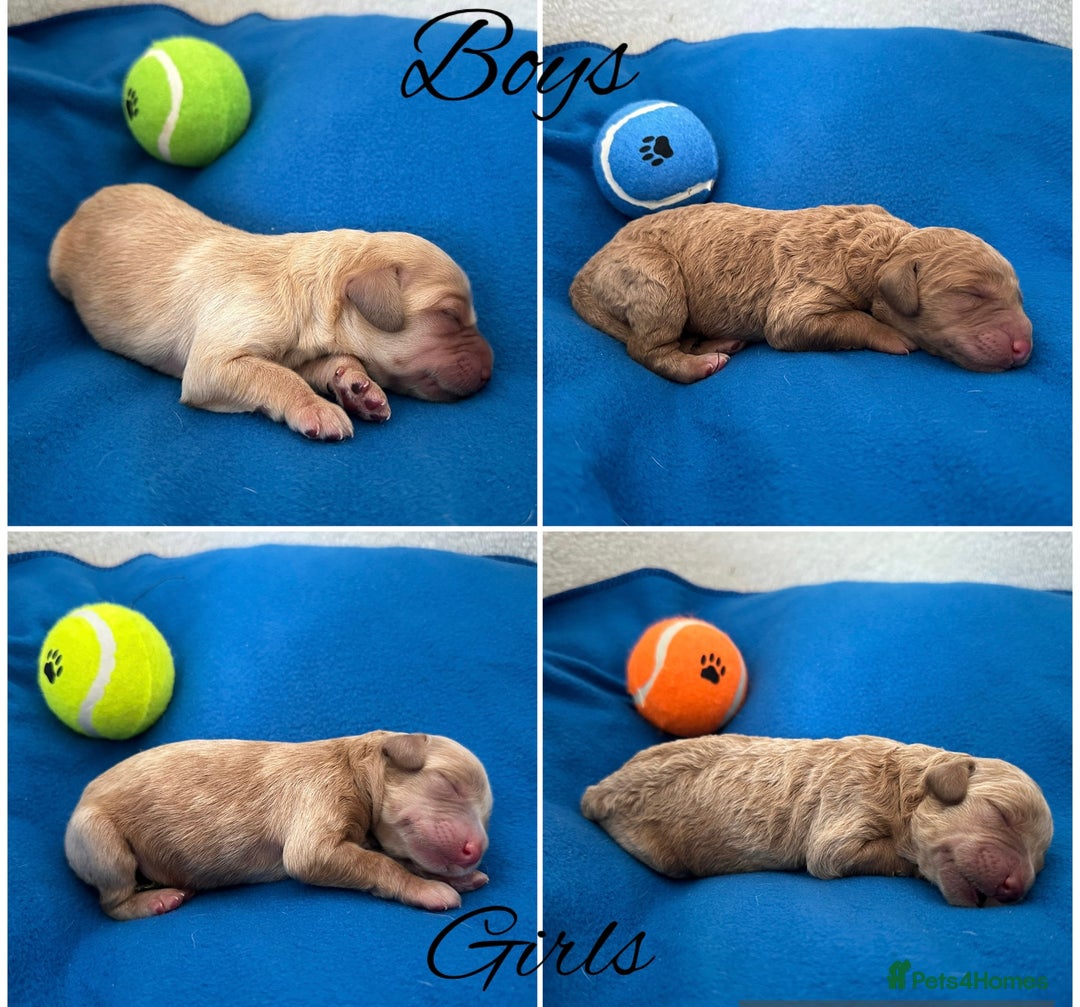 Labradoodle dogs for sale: Extensively Health Tested F1 Miniature Labradoodle - Image 6