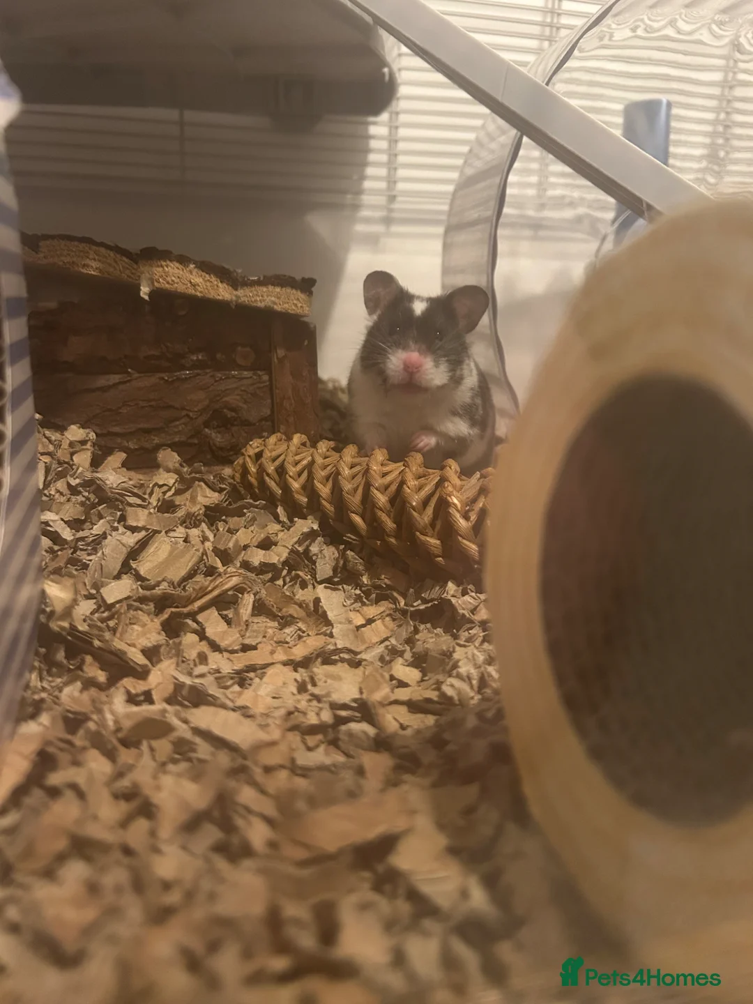 Hamster rodents for sale: Female Syrian Hamster for sale inc full set up,  in Lancaster - Advert 9