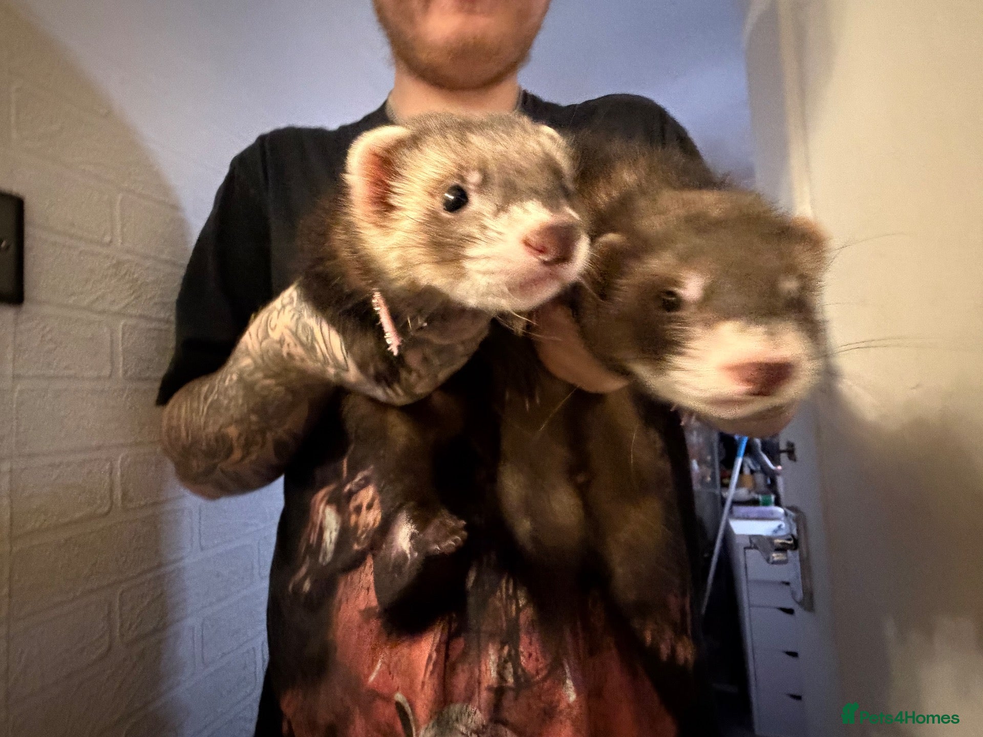 Ferret rodents for sale: female and male ferrets - Advert 1