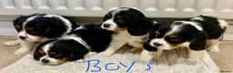Cavalier King Charles Spaniel dogs for sale: Pure king charles cavalier puppys - Advert 17