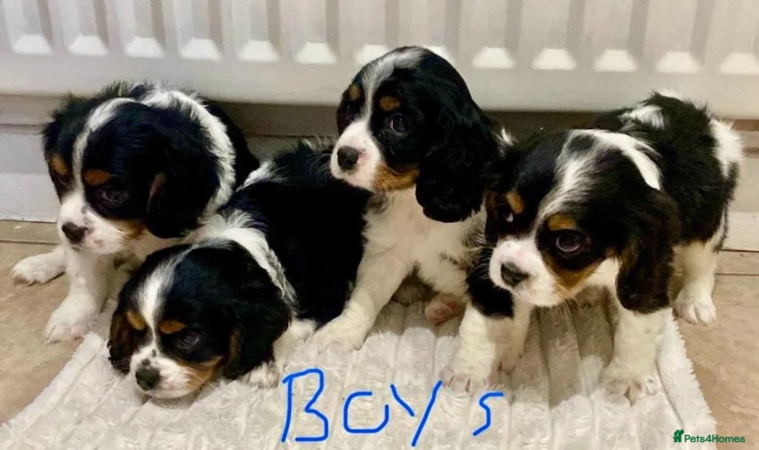 Cavalier King Charles Spaniel dogs for sale: Pure king charles cavalier puppys - Advert 17