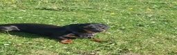Dachshund dogs for sale: Tweenies Dachshunds 3 dogs 1 bitch - Advert 11