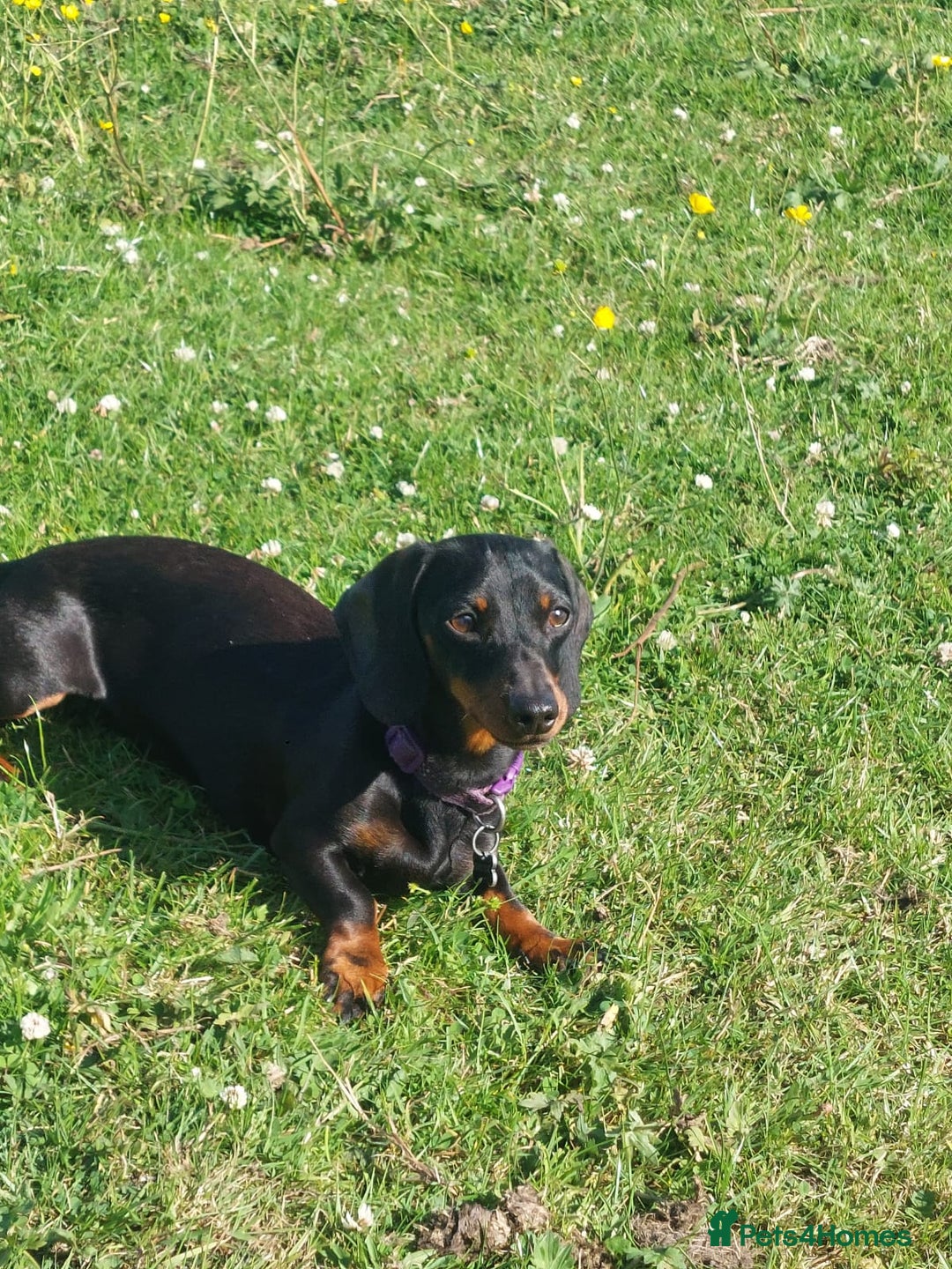 Dachshund dogs for sale: Tweenies Dachshunds 3 dogs 1 bitch - Advert 11