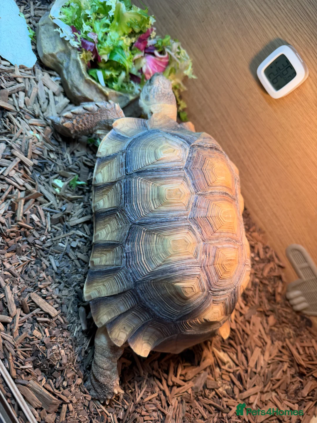 Tortoise reptiles for sale: Sulcata Female for sale  - Advert 3