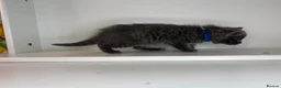 Ragdoll cats for sale: Beautiful Ragdoll kittens x Long haired Russian  in Plymouth - Advert 20