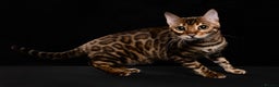 Bengal cats for sale: 🏆Show winning parents. 7 Stunning Bengal Babies💯 - Advert 11