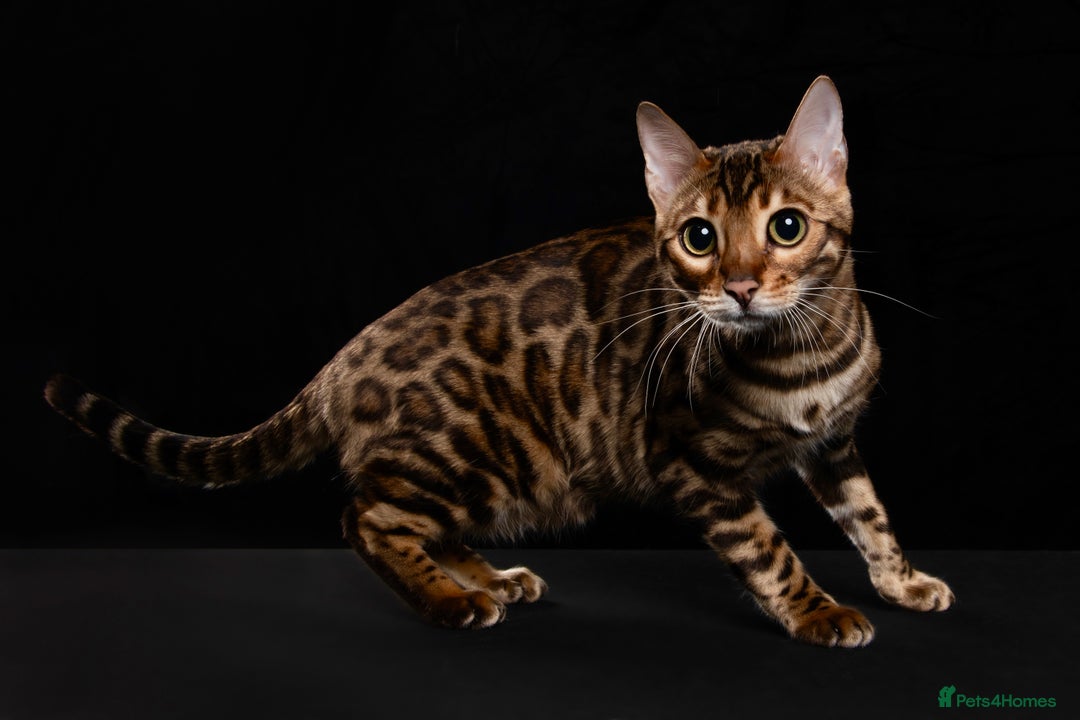 Bengal cats for sale: 🏆Show winning parents. 7 Stunning Bengal Babies💯 - Advert 11