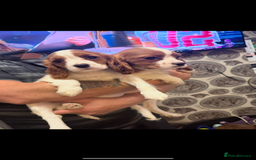 Cavalier King Charles Spaniel dogs for sale: Ready now Kennel club dna  clear cavalier puppies  - Image 19