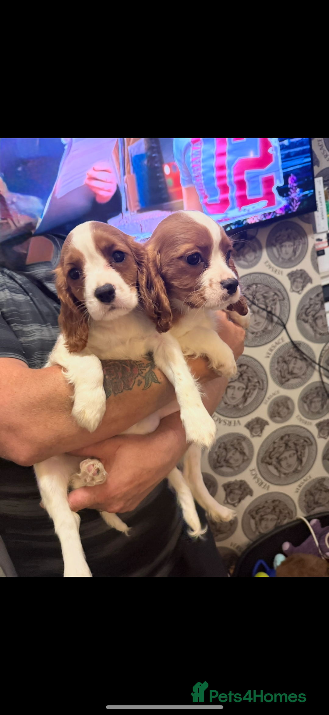 Cavalier King Charles Spaniel dogs for sale: Ready now Kennel club dna  clear cavalier puppies  - Image 19