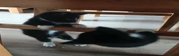 Mixed Breed cats for sale: Kittens for sale  in Solihull - Advert 4