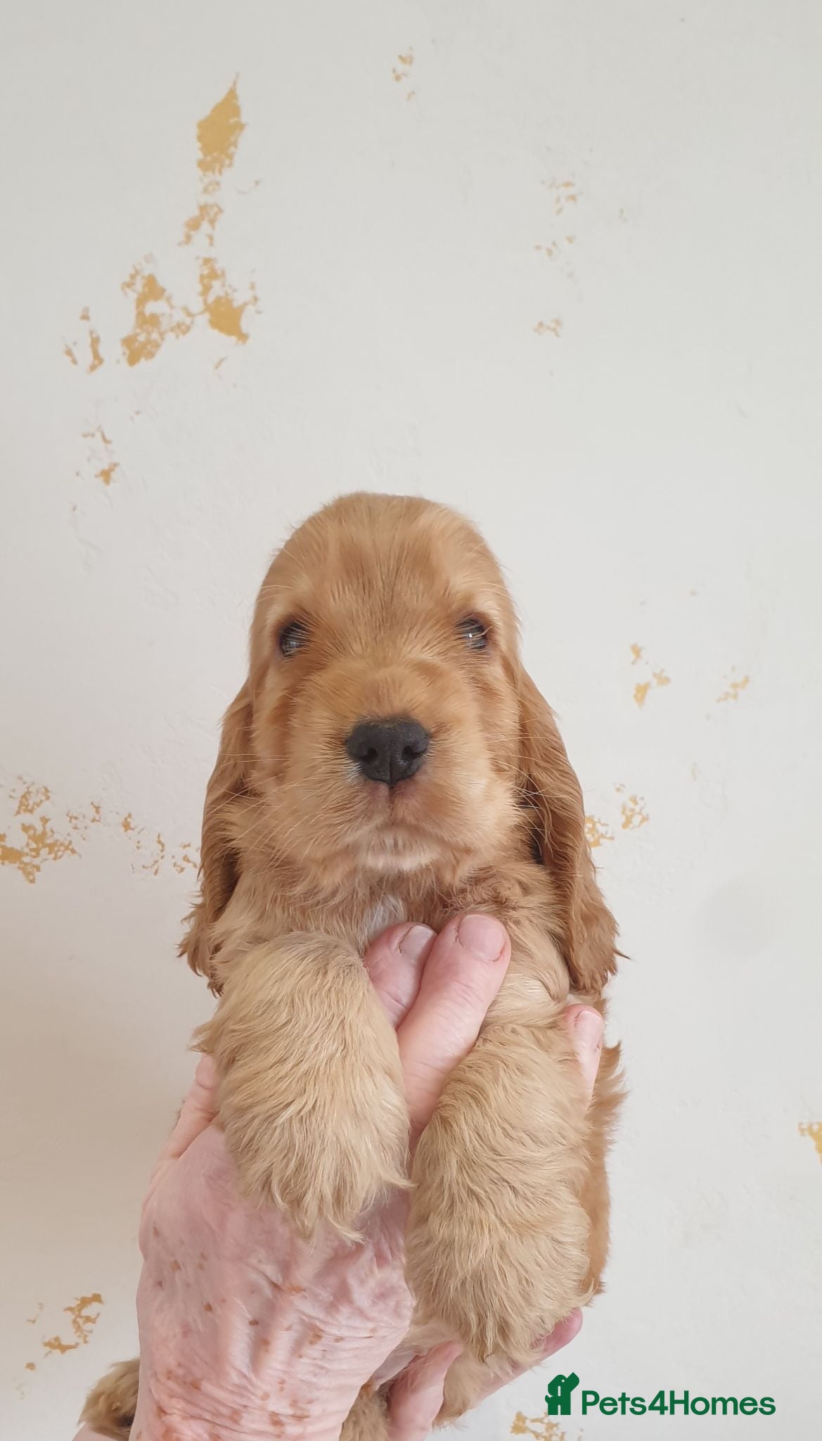 Cocker Spaniel dogs Show line K.C Cocker Spaniel Puppies  - Advert 1