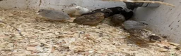 Finches birds for sale: Zebra finch, Chinese painted quail and star finch - Advert 8