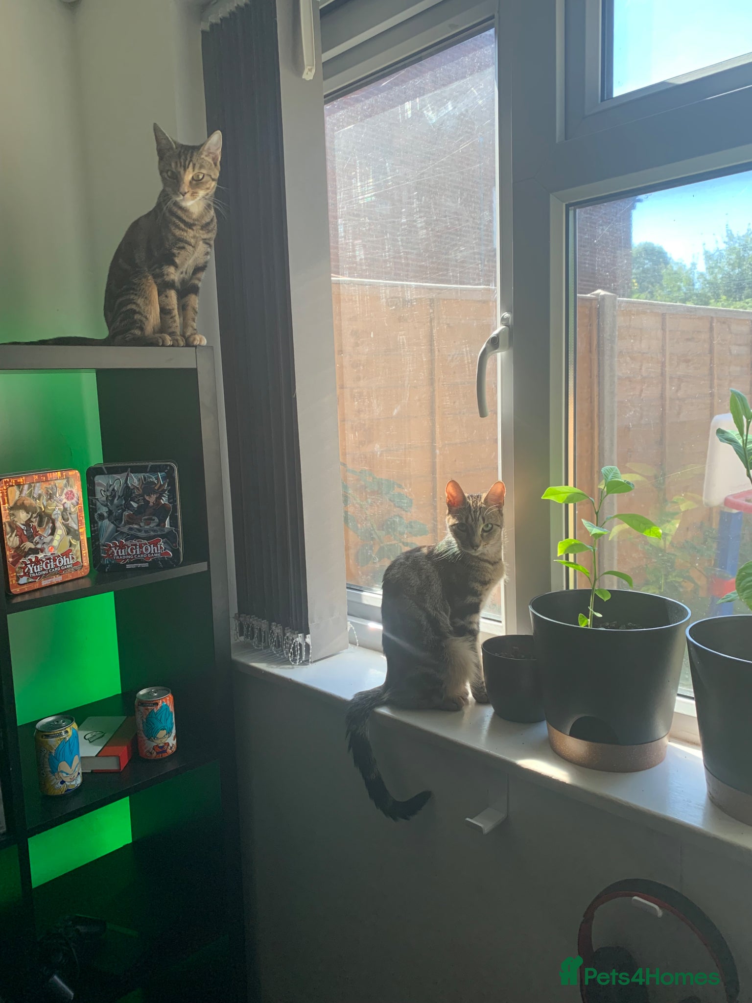 Mixed Breed cats 2 half Bengal girl  - Advert 2