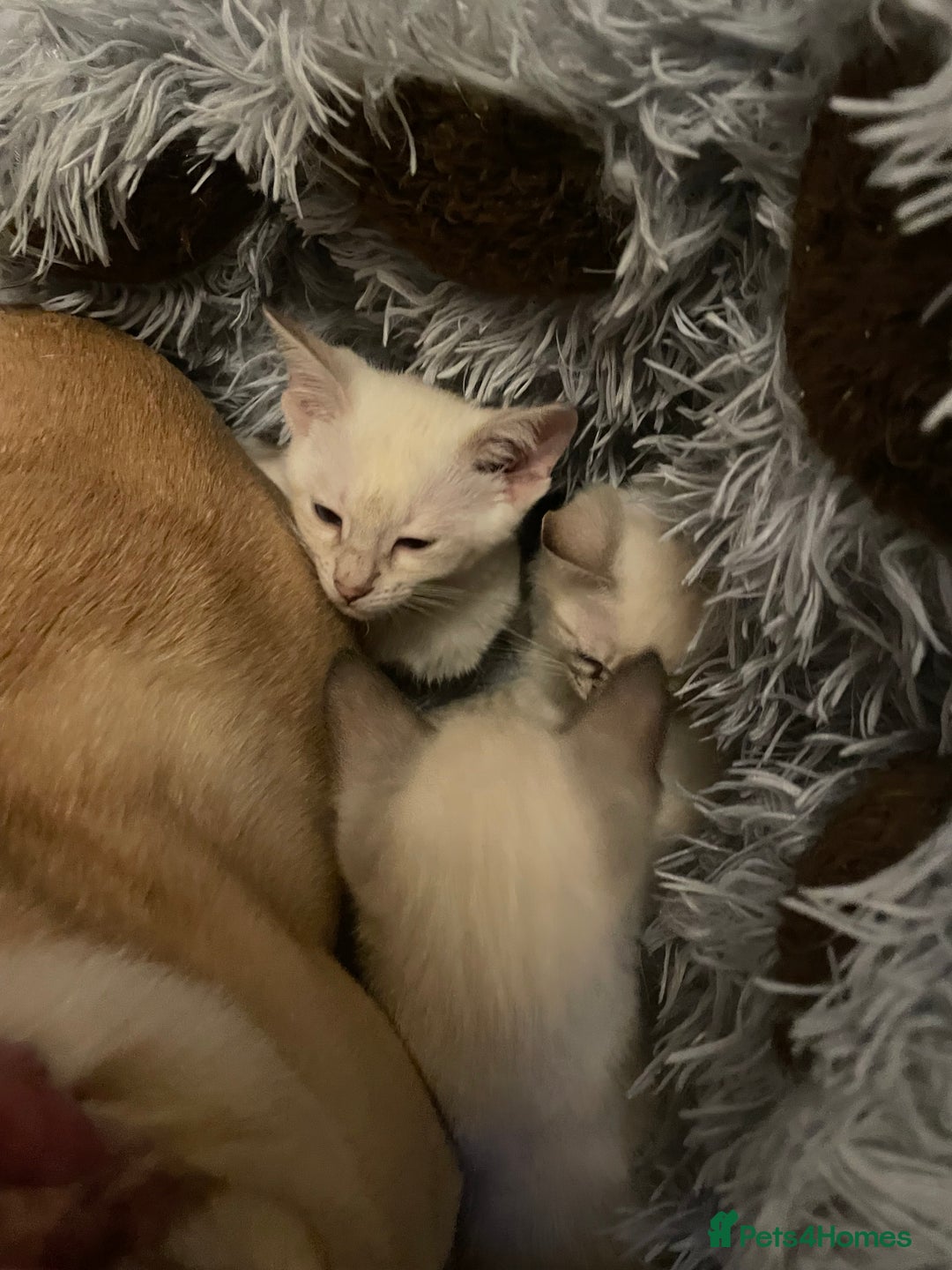 Bengal cats for sale: ABSOLUTELY BEAUTIFUL KITTENS 🐈‍⬛ XX - Advert 27