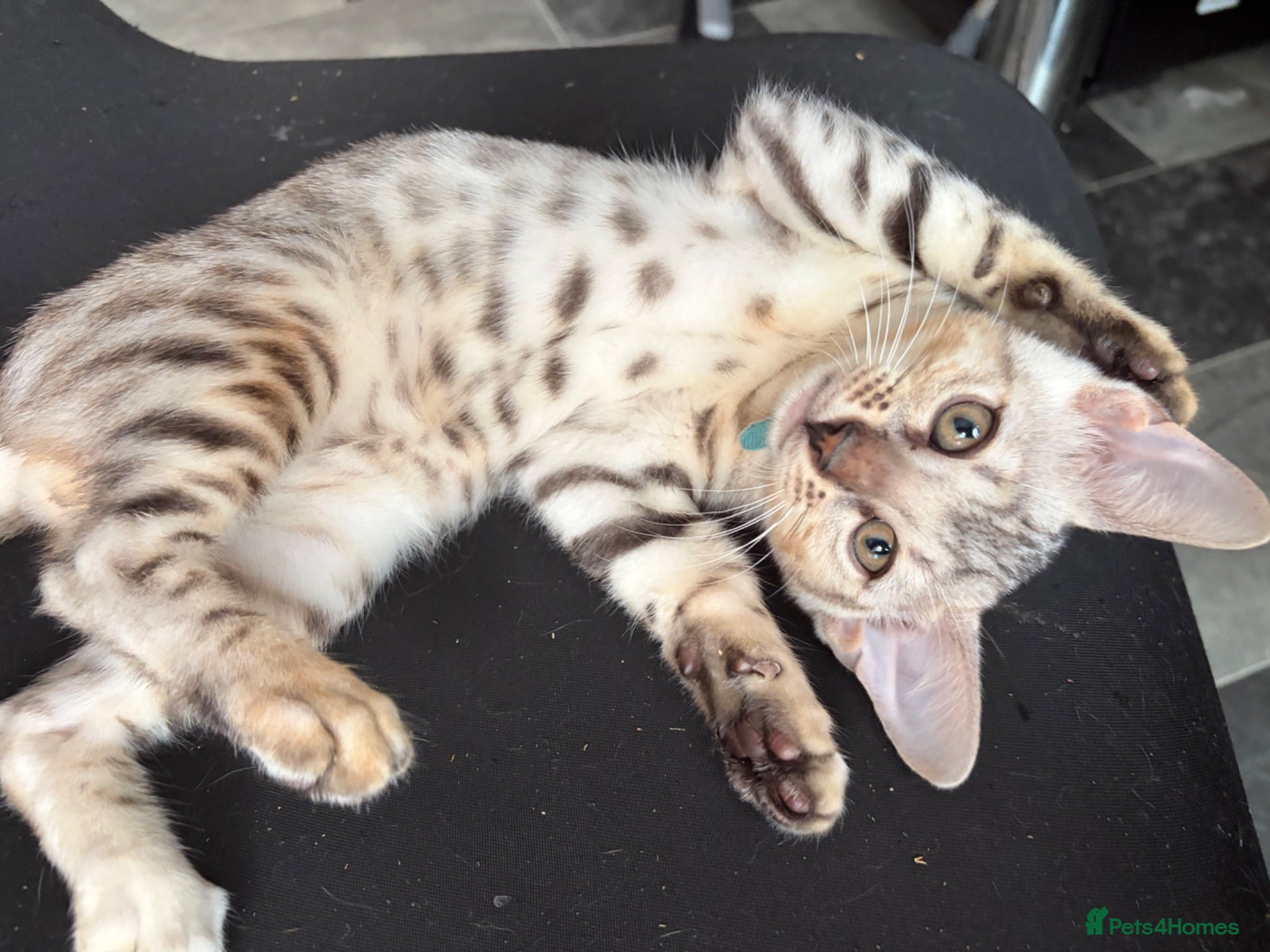 Bengal cats Bengal Kittens- Silvers & Marbles – Family Raised - Advert 13