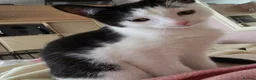 Mixed Breed cats for sale: Gorgeous 3 month old male kitten available - Advert 3