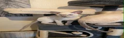 Siamese cats for sale: 1 male and 2 female siamese in Stockport - Advert 4
