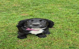 Sprocker dogs for sale: 5 beautiful sprocker puppies ✨️ 3 Boys Left 🩵 - Image 3