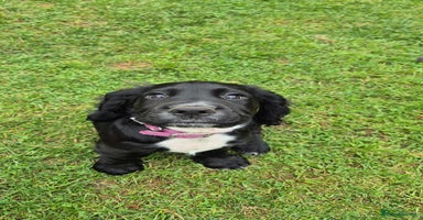 Sprocker dogs - Advert 4