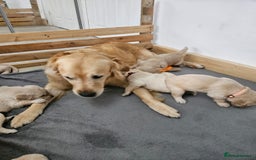 Golden Retriever dogs for sale: Golden retriever puppies - Image 16