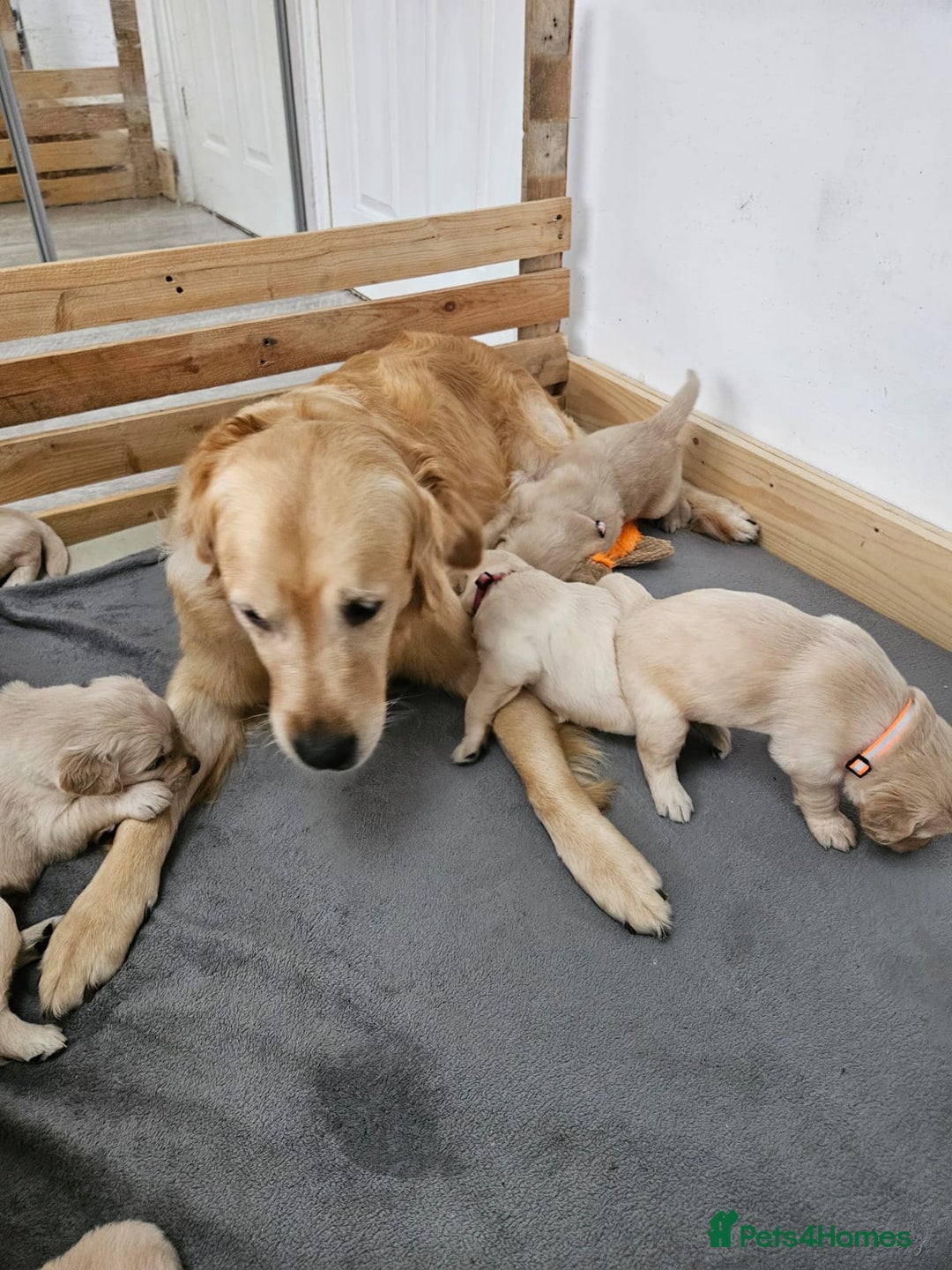Golden Retriever dogs for sale: Golden retriever puppies - Image 16