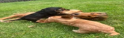 Cocker Spaniel dogs for sale: Two Perfectly Stunning Show Cocker Girls in Bridgwater - Advert 2