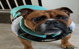 English Bulldog dogs for sale: English bulldog - Image 14