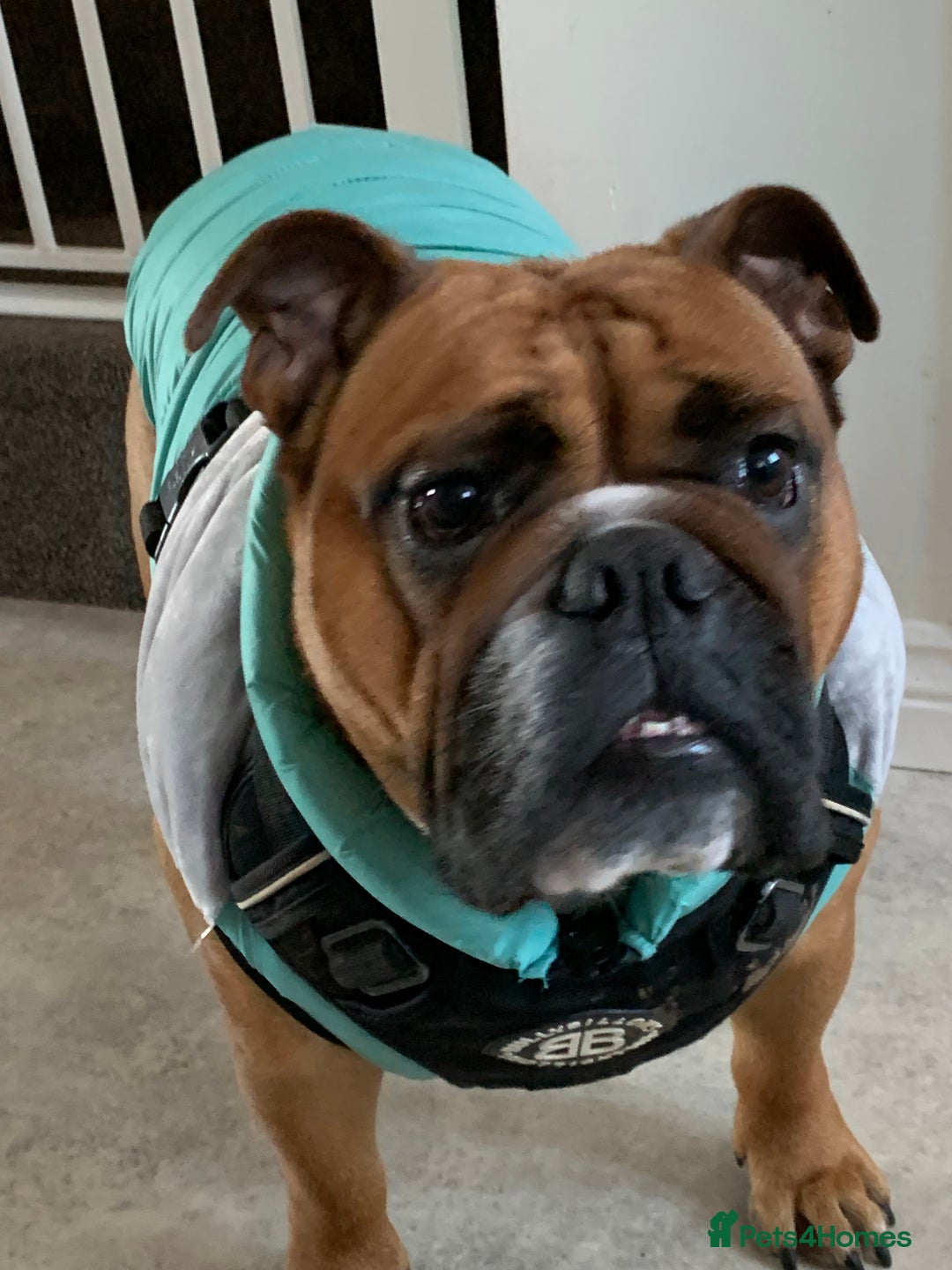 English Bulldog dogs for sale: English bulldog - Image 14