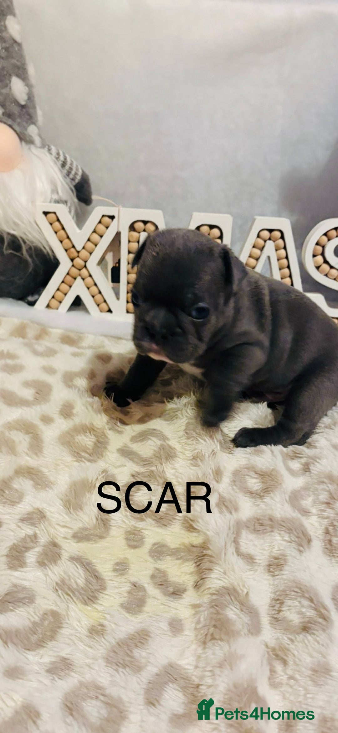 French Bulldog dogs for sale: French bulldog puppies - Advert 7